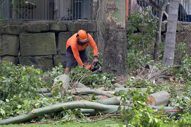 Best Arborist Services Near Me  in USA